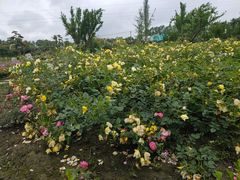-都江堰玫瑰花溪谷
