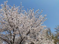 -顾村公园