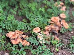 -芦芽山旅游度假区