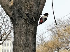-北京市丰盛中医骨伤专科医院