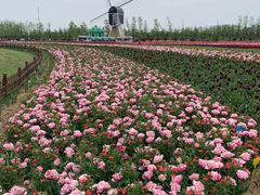 -荷兰花海