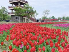-杭州湾海上花田景区