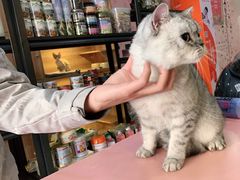-喵百万·布偶·蓝金金渐层英短·猫舍(百子湾店)