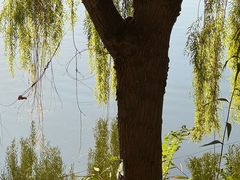-伊犁河景区