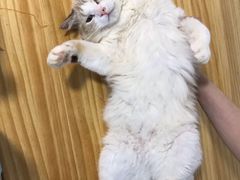 -李小姐の猫咖啡馆(五角场店)