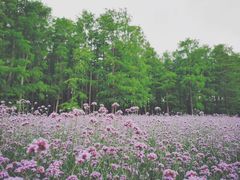 -上海共青森林公园