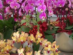 -亭亭鲜花店(中山北路店)