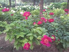iphone_upload_pic-景山公园