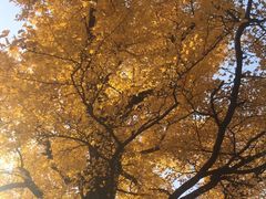 -红螺寺