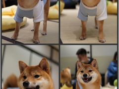 -逗柴咖啡屋·狗咖猫咖宠物桌游