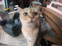 -喵屿·大理花园猫咖