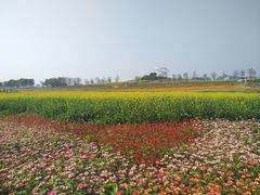 -光明小镇欢乐田园