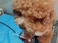 -瑞派·关忠动物医院·猫专科·犬专科(三环新城店)