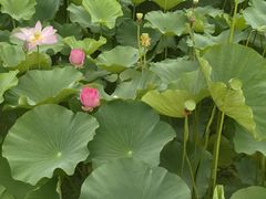 -洪湖生态旅游区