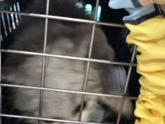 -伟伟宠物医院·CT影像中心·瑞派犬猫综合性门诊(汉口总院)