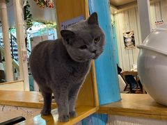 -猫小院猫主题咖啡厅(北锣店)