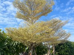 -三亚南山文化旅游区