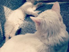 -有猫儿腻咖啡厅.猫咖