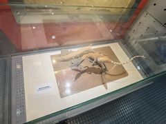 -国家自然博物馆