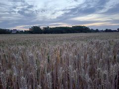 -汉长安城未央宫国家考古遗址公园