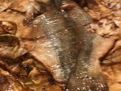 -翠亭酒家(山西南路店)