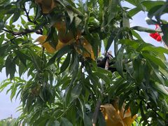 -老袁家蜜桃农场·阳山水蜜桃