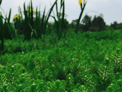 -桤木河湿地公园