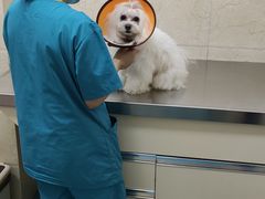 -仁华宠物医院(青羊店)