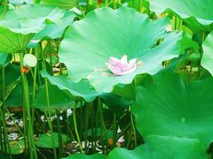 -莲花池公园