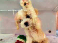 -翊宠yipet猫狗购宠庄园犬舍•猫舍