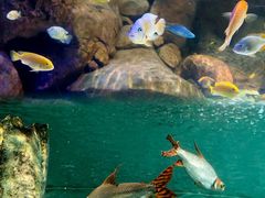 -上海海洋水族馆