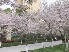 -高东镇樱花园