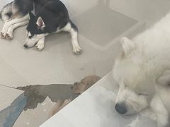 -共舞时光猫咖·狗咖(新街口店)
