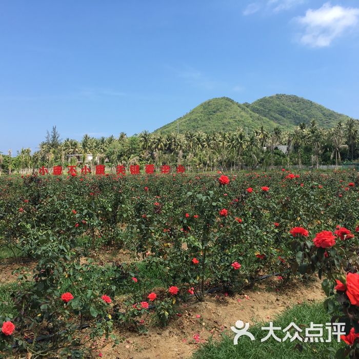 玫瑰谷图片-北京其他景点-大众点评网