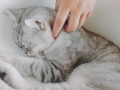 -猫的茶·猫咖