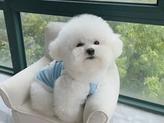 -萌宠之家·腊肠犬·马尔泰·小体犬舍