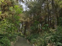 -铁山坪森林公园