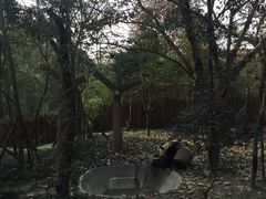 -成都大熊猫繁育研究基地