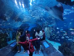 -海合安成都极地海洋公园