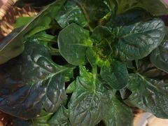 -巴奴毛肚火锅(龙湖锦艺城店)