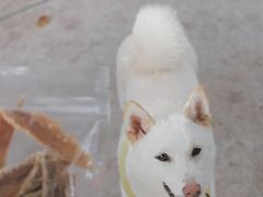 -柴犬高等学院·狗咖·柴犬售卖·宠物训练