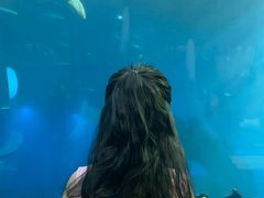 -海棠湾洲际-涛·海底餐厅·美人鱼·自助餐·海底隧道