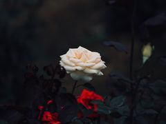 -三圣花乡旅游区