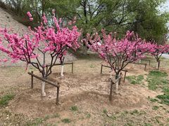 -永定河休闲森林公园