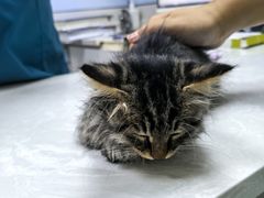 -中农国际动物医院24小时·猫科·骨科·急重症中心
