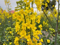 -桑洲油菜花景区