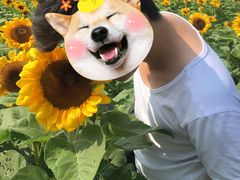 -亚龙湾国际玫瑰谷