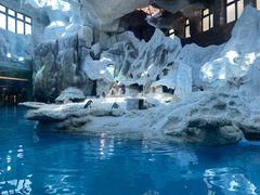 -帝企鹅自助餐厅•儿童岛•真企鹅(长隆企鹅酒店)