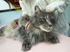 -嘉馨宠物医院·CT影像转诊·心脏科·犬猫全科诊疗中心(下沙大学城院区)