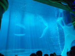 -瑞德姆美人鱼海底演艺主题餐厅(亚龙湾店)
